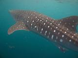 Djibouti - Whale Shark - 18